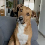 Foto de partida: perro mestizo de pelo canela y pecho blanco sentado en un sofá gris